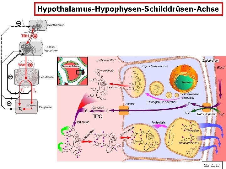Hypothalamus-Hypophysen-Schilddrüsen-Achse TPO SS 2017 