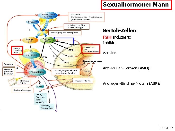 Sexualhormone: Mann Sertoli-Zellen: FSH induziert: Activin AMH Inhibin: Activin Anti-Müller-Hormon (AMH): Androgen-Binding-Protein (ABP): SS