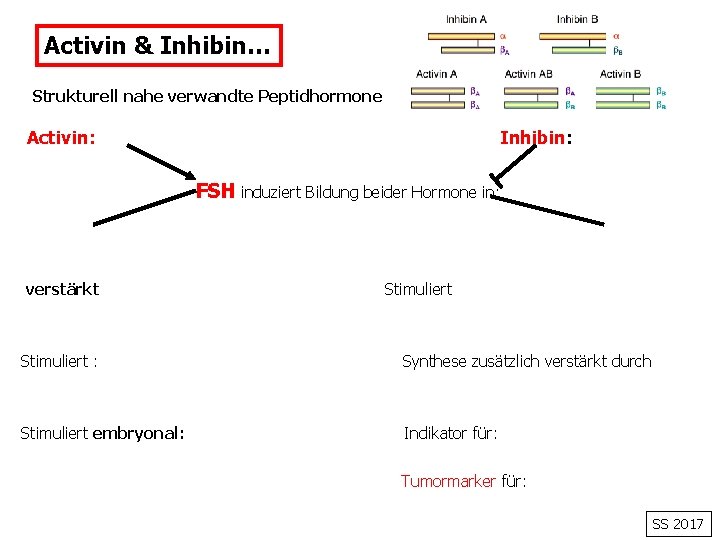 Activin & Inhibin… Strukturell nahe verwandte Peptidhormone Activin: Inhibin: FSH induziert Bildung beider Hormone