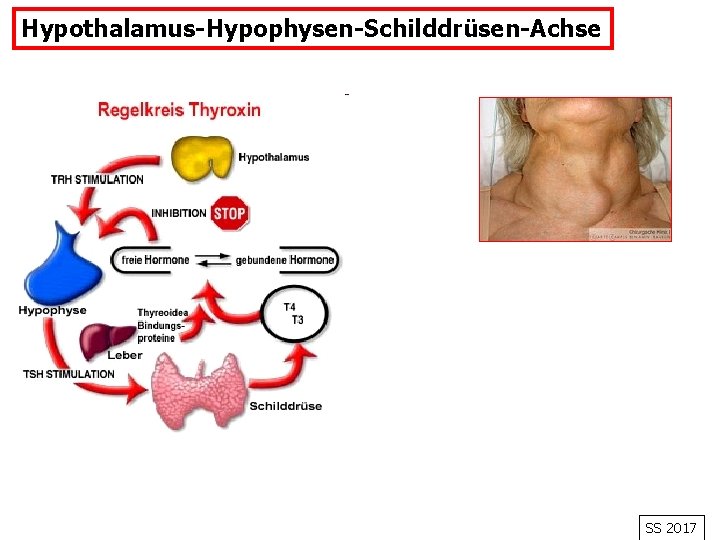 Hypothalamus-Hypophysen-Schilddrüsen-Achse SS 2017 