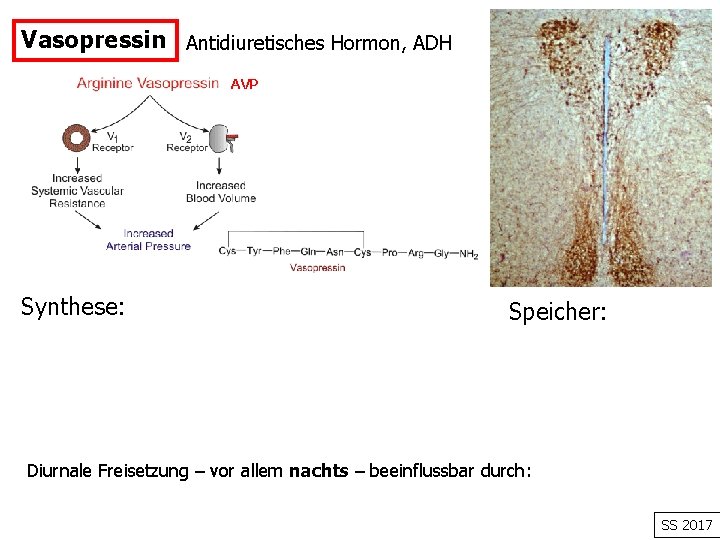 Vasopressin Antidiuretisches Hormon, ADH AVP Synthese: Speicher: Diurnale Freisetzung – vor allem nachts –