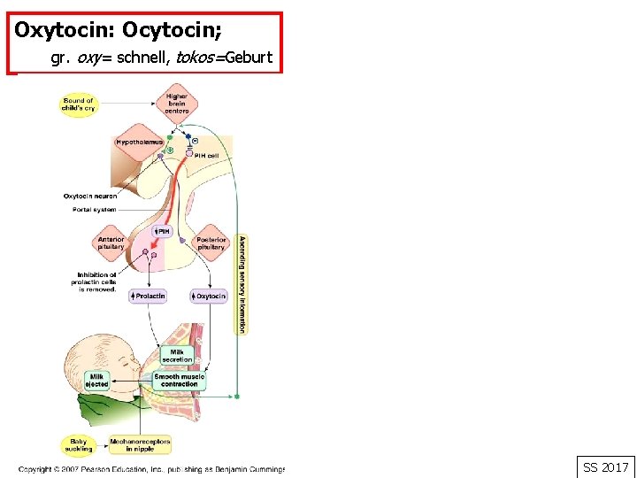 Oxytocin: Ocytocin; gr. oxy= schnell, tokos=Geburt SS 2017 