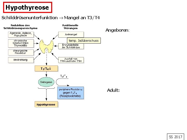 Hypothyreose Schilddrüsenunterfunktion Mangel an T 3/T 4 Angeboren: temp. Jodüberschuss Adult: SS 2017 