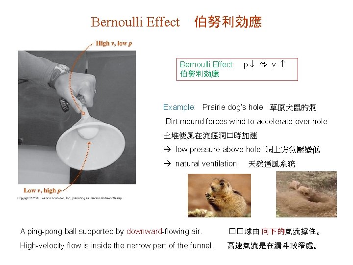 Bernoulli Effect 伯努利効應 Bernoulli Effect: 伯努利効應 p v Example: Prairie dog’s hole 草原犬鼠的洞 Dirt