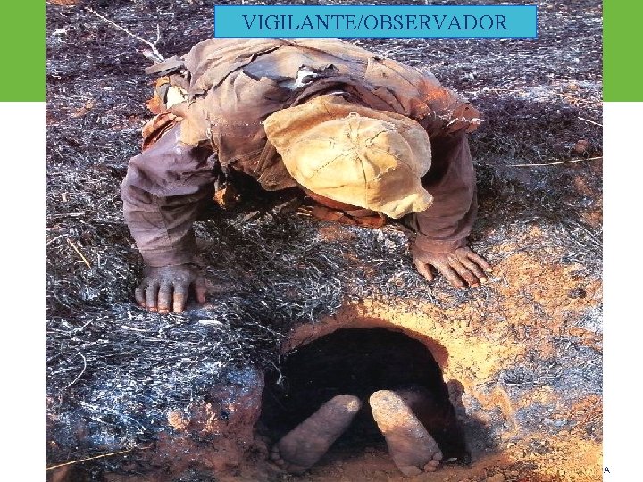 VIGILANTE/OBSERVADOR ARP SURA 