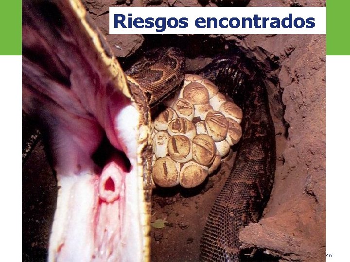 Riesgos encontrados ARP SURA 