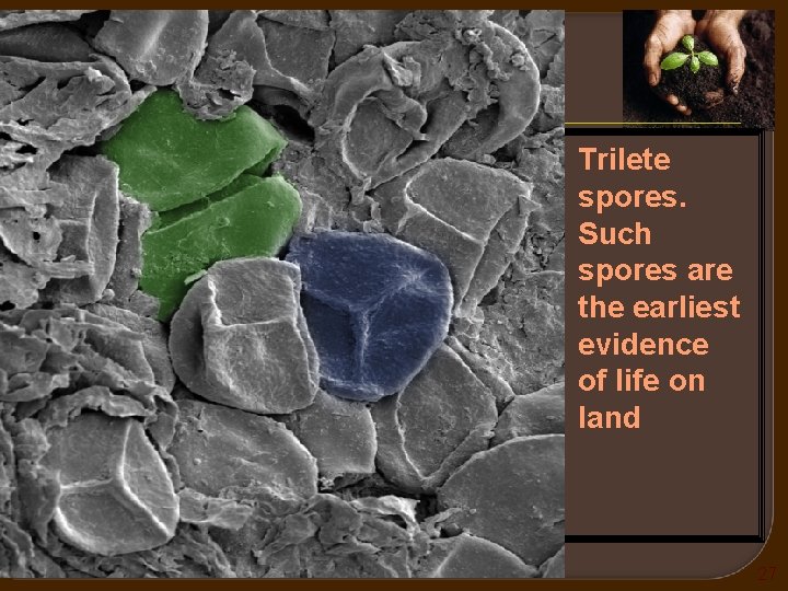 Trilete spores. Such spores are the earliest evidence of life on land Chapter 13