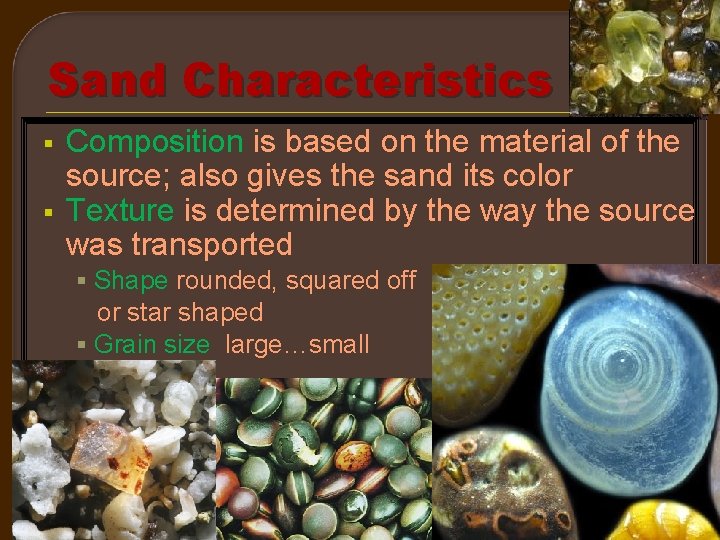 Sand Characteristics § § Composition is based on the material of the source; also