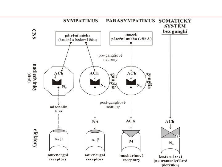 (podle Geršl V, Štěrba M: Farmakologie pro farmaceuty II. , 2007. ) 