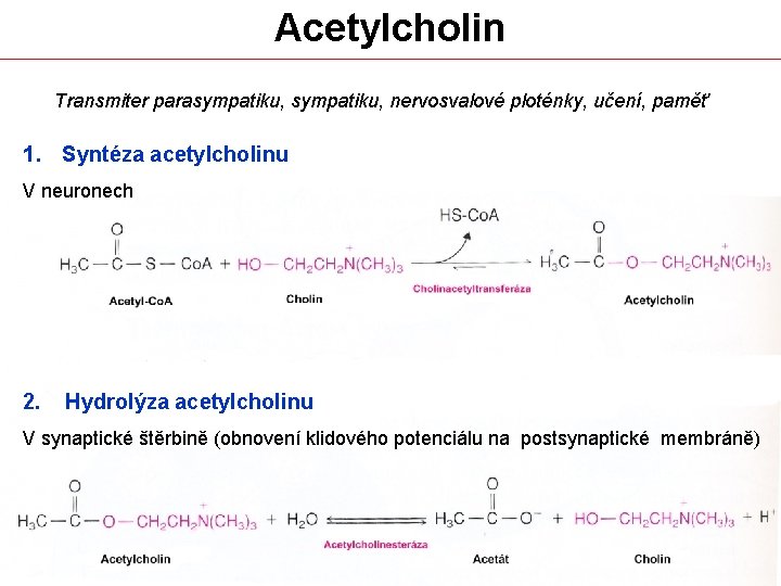 Acetylcholin Transmiter parasympatiku, nervosvalové ploténky, učení, paměť 1. Syntéza acetylcholinu V neuronech 2. Hydrolýza