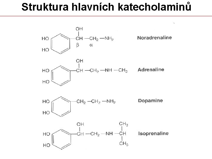  Struktura hlavních katecholaminů 