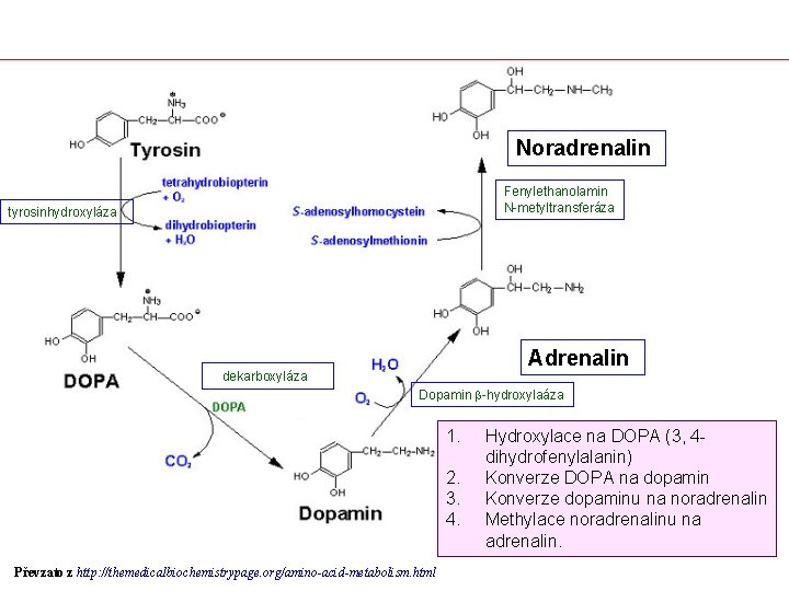Noradrenalin Fenylethanolamin N-metyltransferáza tyrosinhydroxyláza Adrenalin dekarboxyláza Dopamin b-hydroxylaáza 1. 2. 3. 4. Převzato z