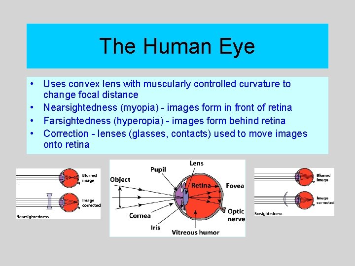 The Human Eye • Uses convex lens with muscularly controlled curvature to change focal