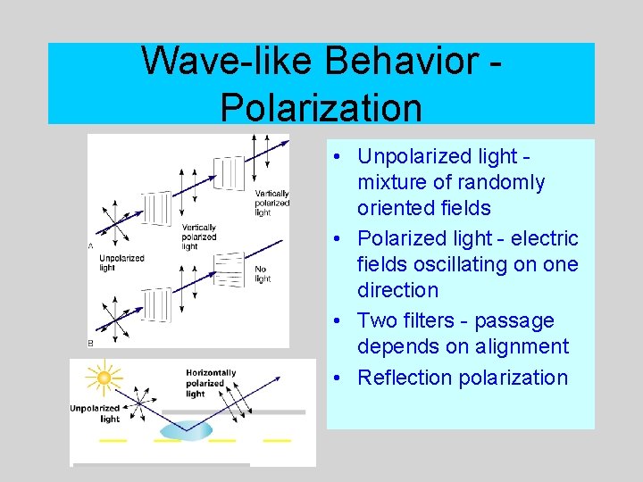 Wave-like Behavior Polarization • Unpolarized light mixture of randomly oriented fields • Polarized light