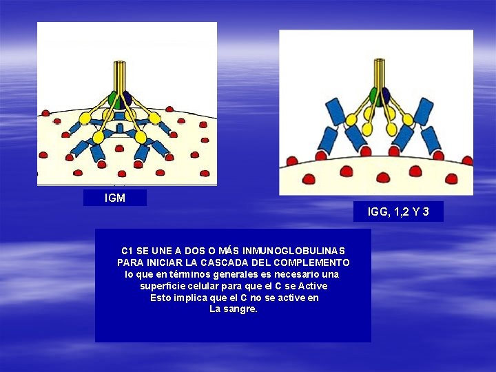 IGM IGG, 1, 2 Y 3 C 1 SE UNE A DOS O MÁS