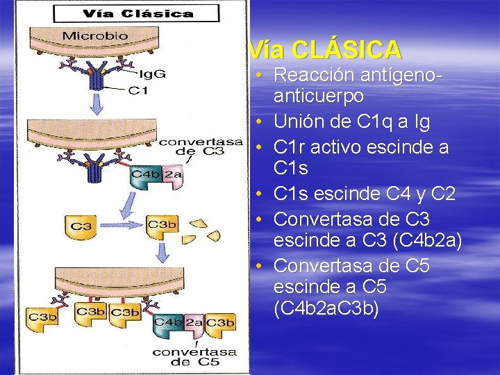 Vía CLÁSICA • Reacción antígenoanticuerpo • Unión de C 1 q a Ig •