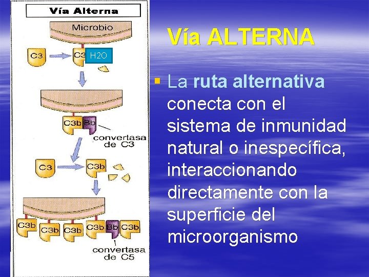 Vía ALTERNA H 2 O § La ruta alternativa conecta con el sistema de