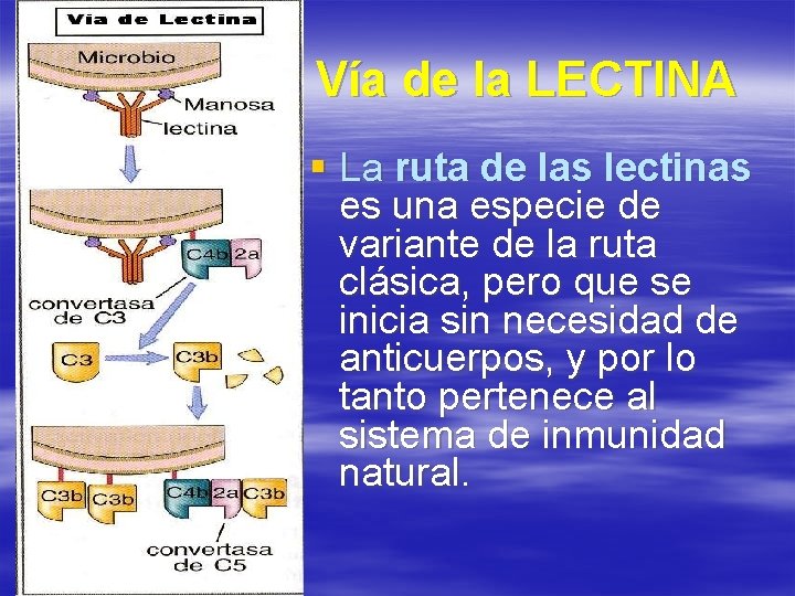 Vía de la LECTINA § La ruta de las lectinas es una especie de