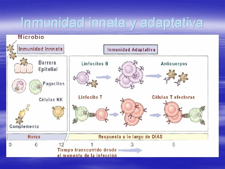 Inmunidad innata y adaptativa 