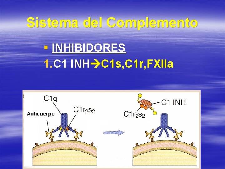 Sistema del Complemento § INHIBIDORES 1. C 1 INH C 1 s, C 1