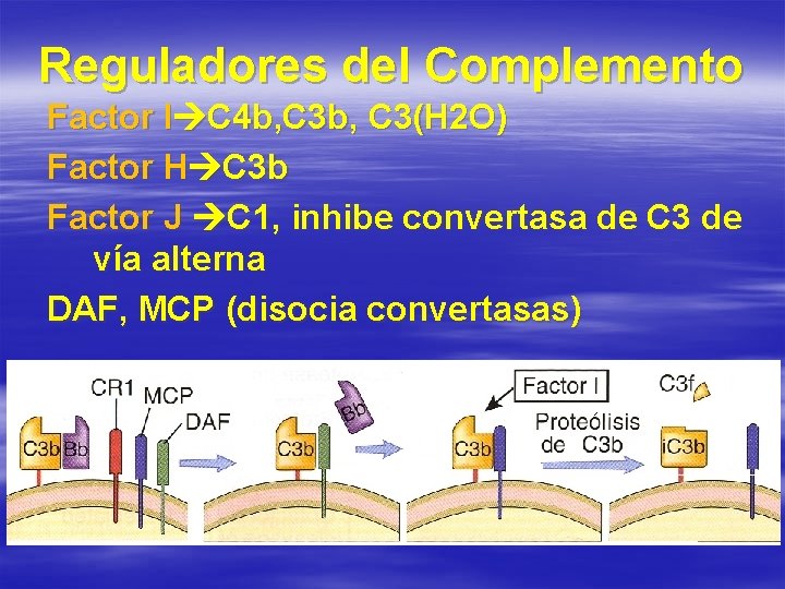 Reguladores del Complemento Factor I C 4 b, C 3(H 2 O) Factor H
