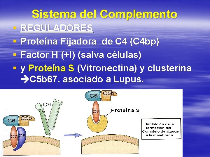 Sistema del Complemento § § REGULADORES Proteína Fijadora de C 4 (C 4 bp)