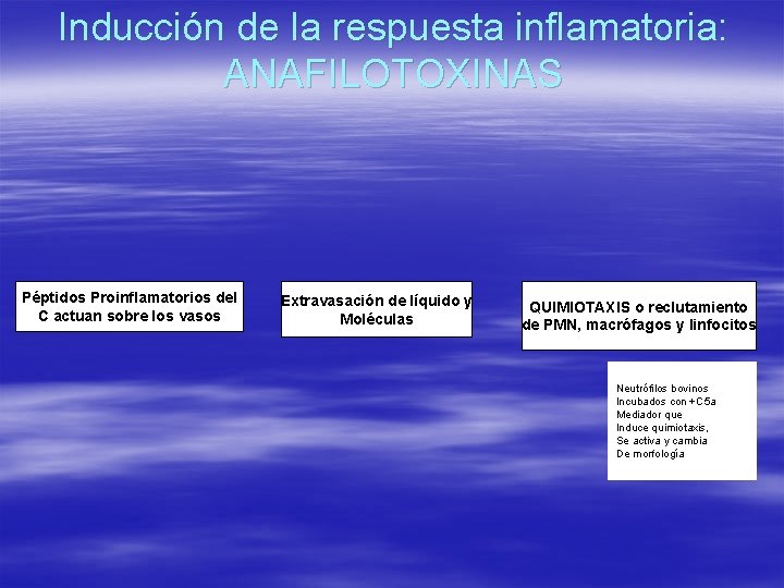 Inducción de la respuesta inflamatoria: ANAFILOTOXINAS Péptidos Proinflamatorios del C actuan sobre los vasos