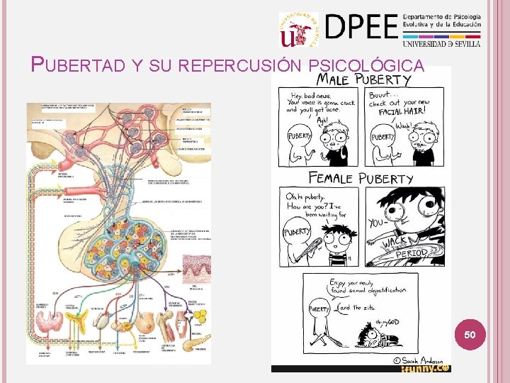 PUBERTAD Y SU REPERCUSIÓN PSICOLÓGICA 50 