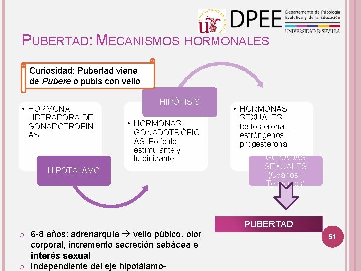 PUBERTAD: MECANISMOS HORMONALES Curiosidad: Pubertad viene de Pubere o pubis con vello • HORMONA