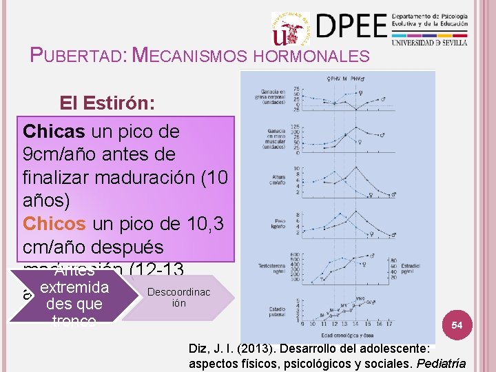 PUBERTAD: MECANISMOS HORMONALES El Estirón: Chicas un pico de 9 cm/año antes de finalizar