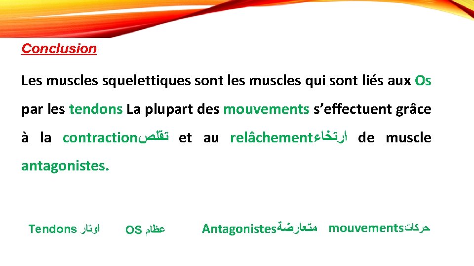 Conclusion Les muscles squelettiques sont les muscles qui sont liés aux Os par les