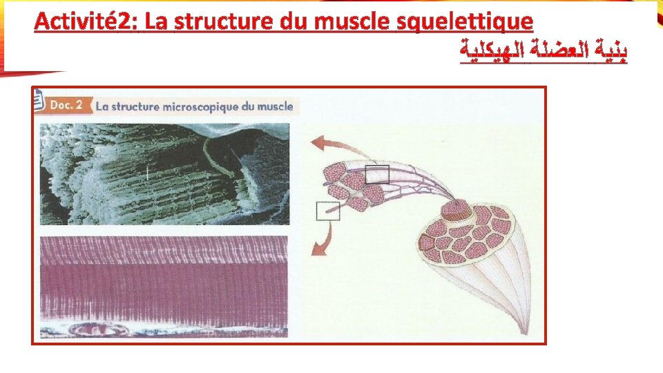 Activité 2: La structure du muscle squelettique ﺍﻟﻬﻴﻜﻠﻴﺔ ﺍﻟﻌﻀﻠﺔ ﺑﻨﻴﺔ 