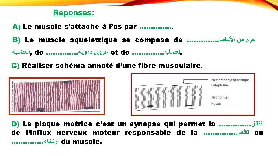 Réponses: A) Le muscle s’attache à l’os par …………. . . B) Le muscle
