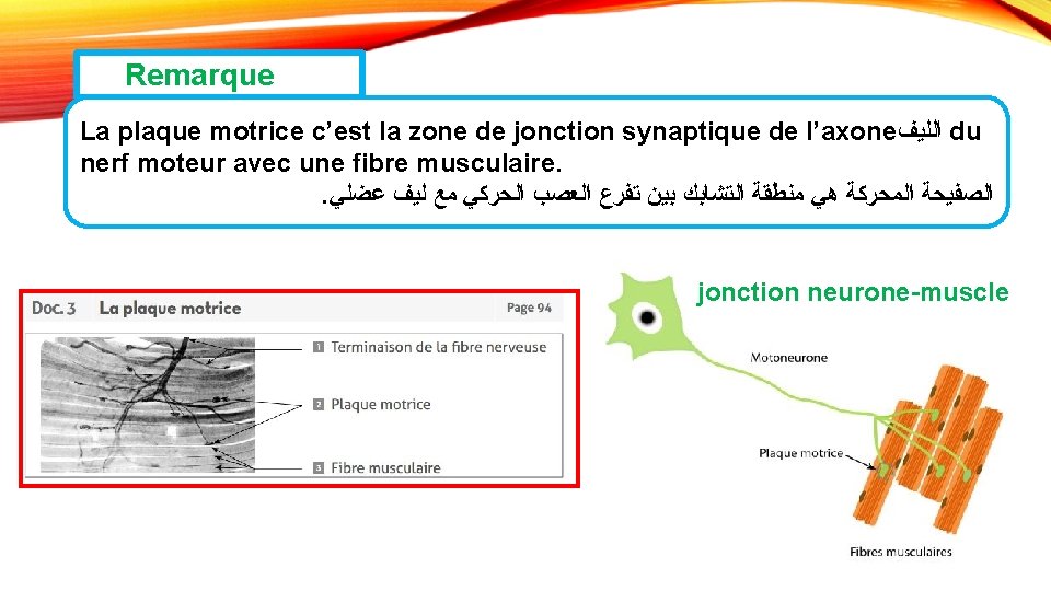 Remarque La plaque motrice c’est la zone de jonction synaptique de l’axone ﺍﻟﻠﻴﻒ du