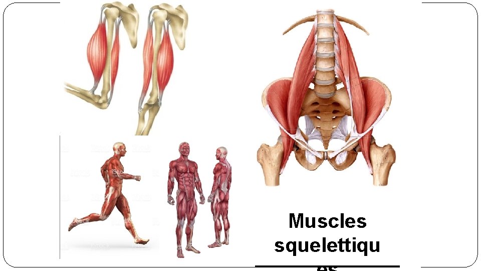 Muscles squelettiqu 