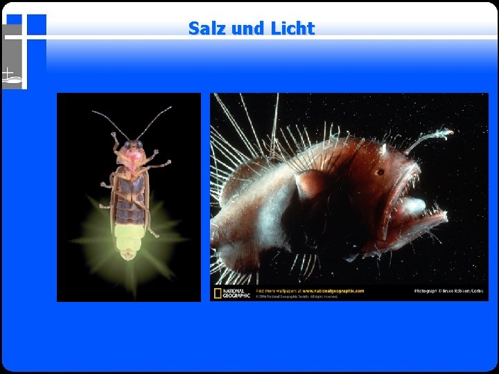 Salz und Licht 