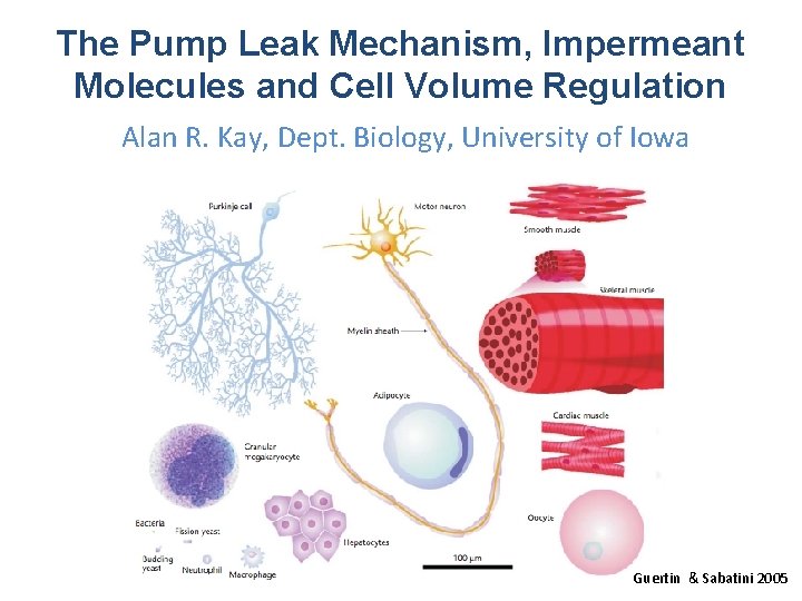 The Pump Leak Mechanism, Impermeant Molecules and Cell Volume Regulation Alan R. Kay, Dept.