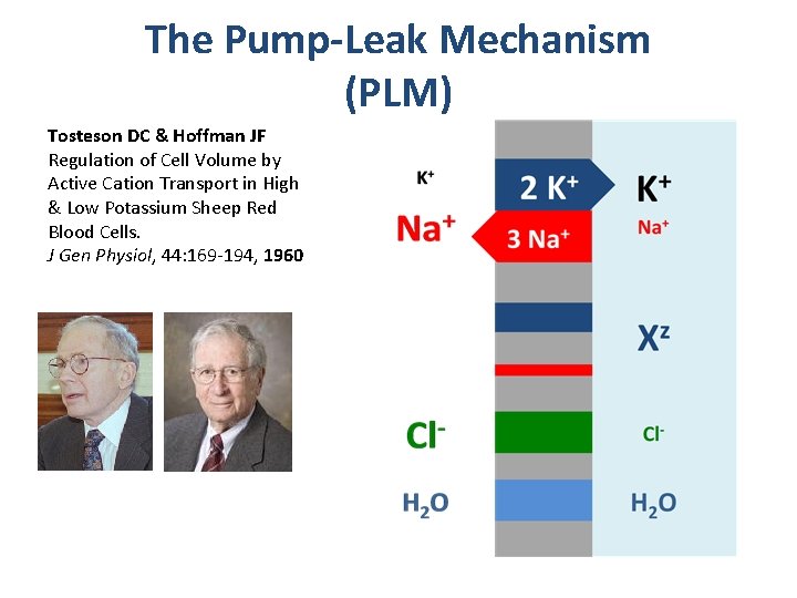 The Pump-Leak Mechanism (PLM) Tosteson DC & Hoffman JF Regulation of Cell Volume by