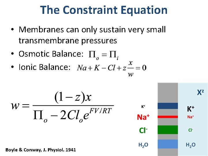 The Constraint Equation • Membranes can only sustain very small transmembrane pressures • Osmotic