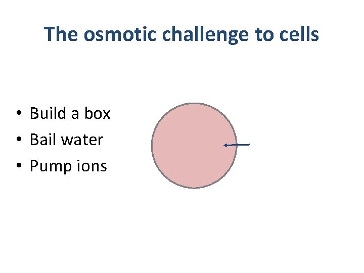 The osmotic challenge to cells • Build a box • Bail water • Pump