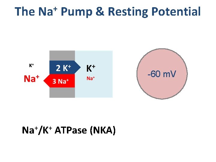 The Na+ Pump & Resting Potential -60 m. V Na+/K+ ATPase (NKA) 