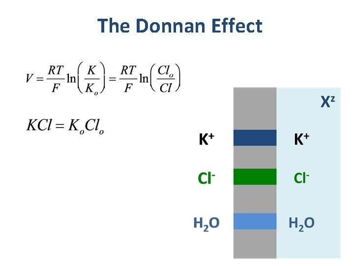 The Donnan Effect 