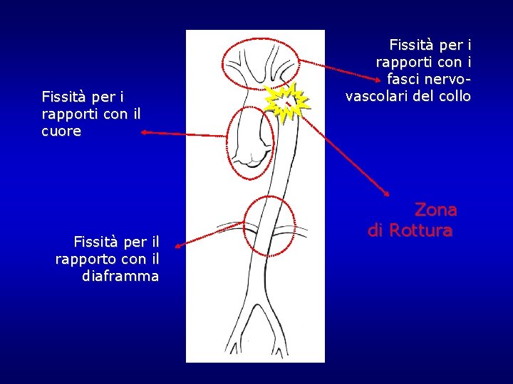 Fissità per i rapporti con il cuore Fissità per il rapporto con il diaframma Fissità per i rapporti con il cuore Fissità per il rapporto con il diaframma