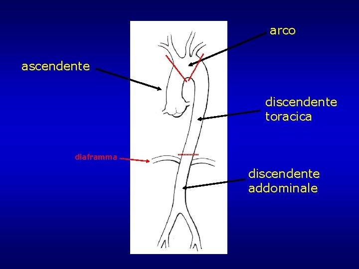 arco ascendente discendente toracica diaframma discendente addominale arco ascendente discendente toracica diaframma discendente addominale