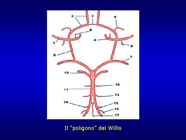 Il “poligono” del Willis Il “poligono” del Willis