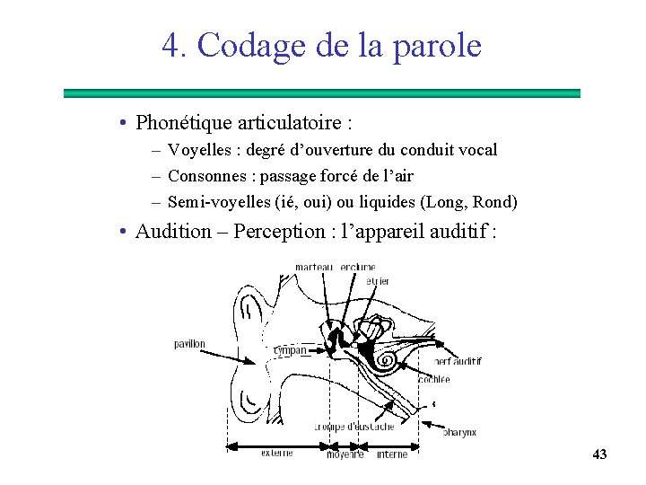 4. Codage de la parole • Phonétique articulatoire : – Voyelles : degré d’ouverture