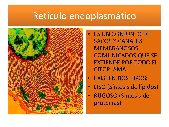 Retículo endoplasmático • ES UN CONJUNTO DE SACOS Y CANALES MEMBRANOSOS COMUNICADOS QUE SE