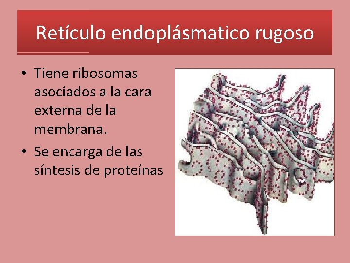 Retículo endoplásmatico rugoso • Tiene ribosomas asociados a la cara externa de la membrana.