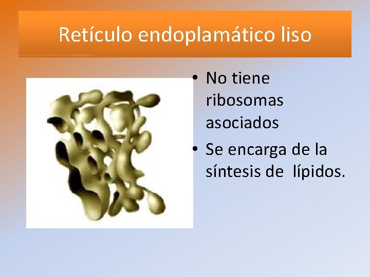 Retículo endoplamático liso • No tiene ribosomas asociados • Se encarga de la síntesis