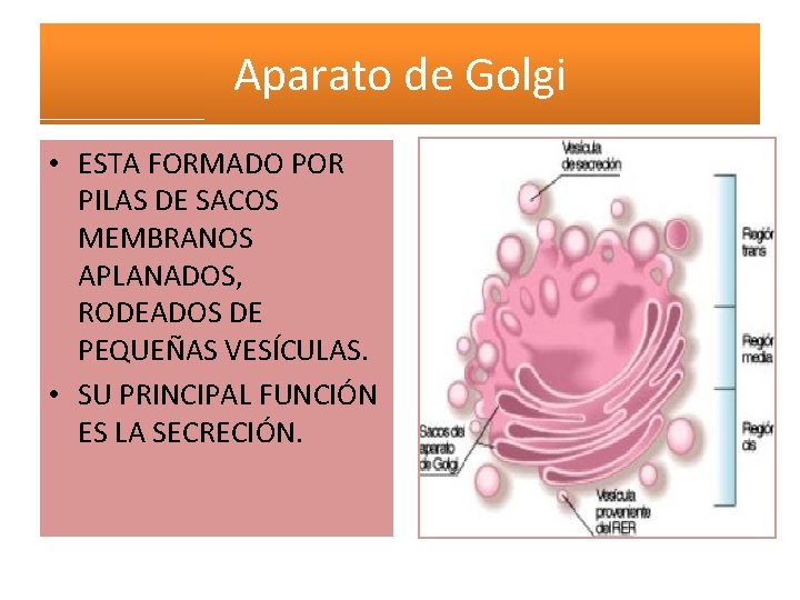 Aparato de Golgi • ESTA FORMADO POR PILAS DE SACOS MEMBRANOS APLANADOS, RODEADOS DE